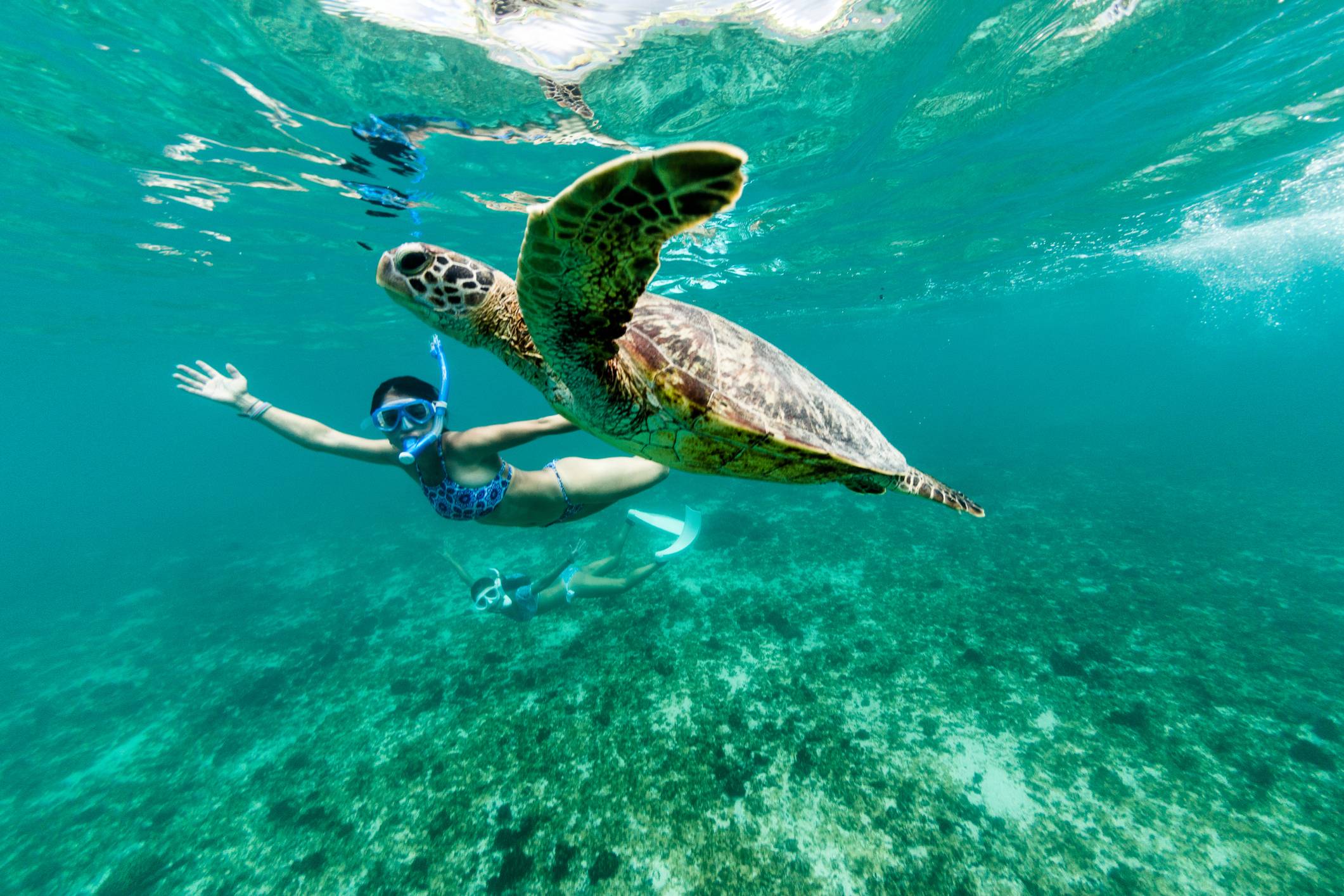 Snorkeling z zółwiami Karetta 