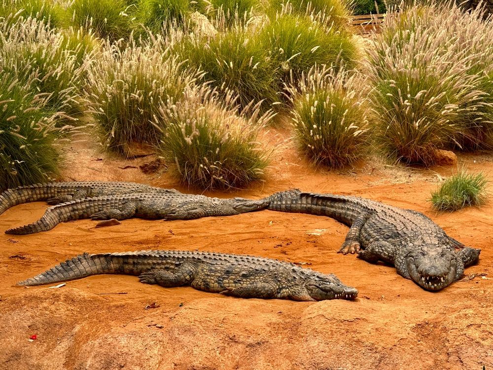 Crocoparc