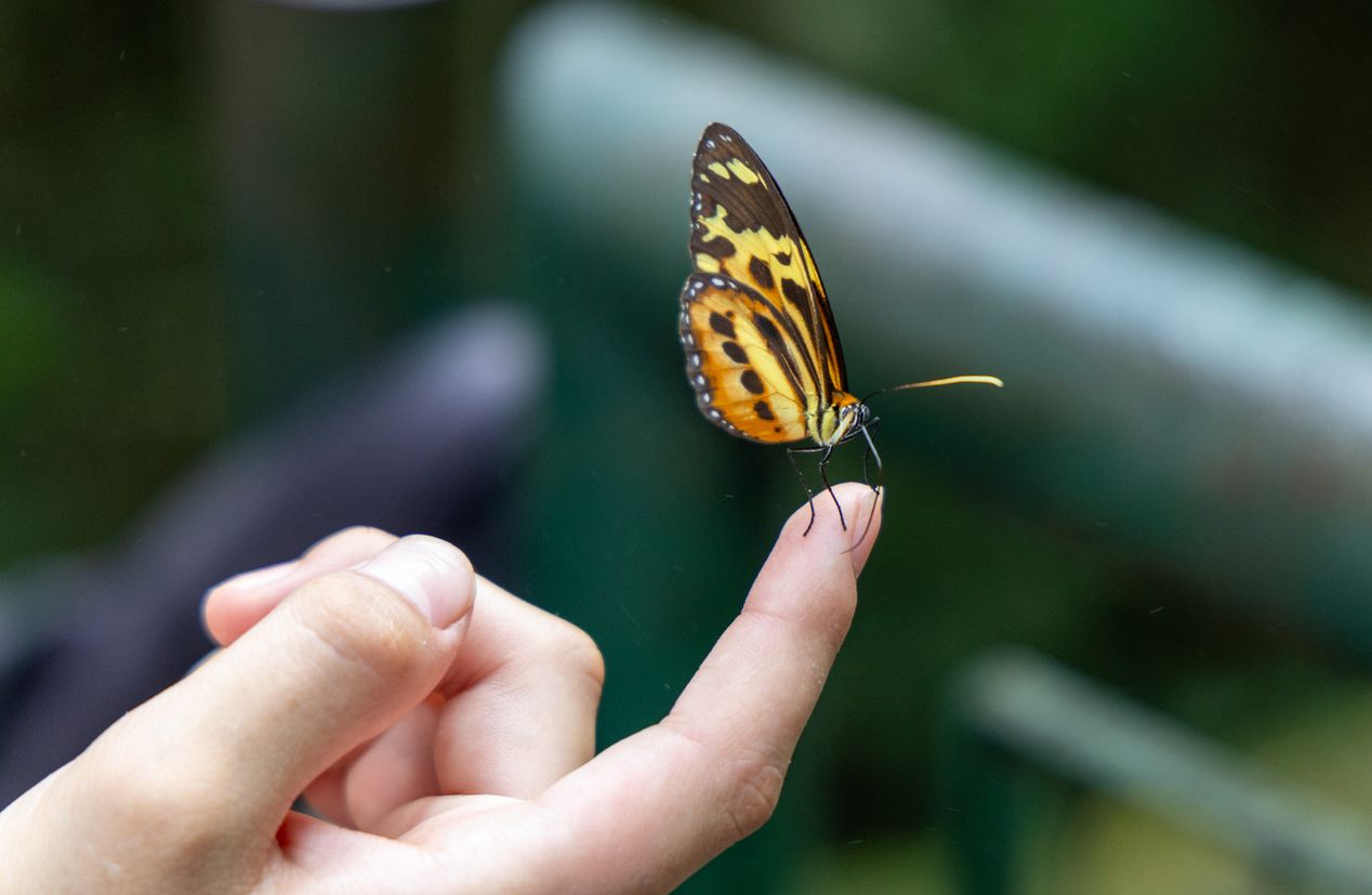Universeum