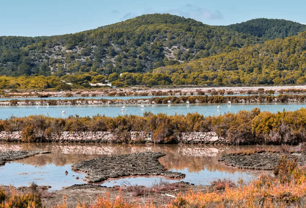 Rezerwat przyrody Ses Salines