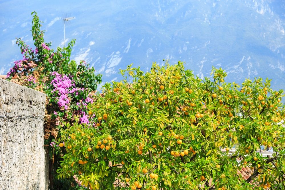Limonaia del Castel