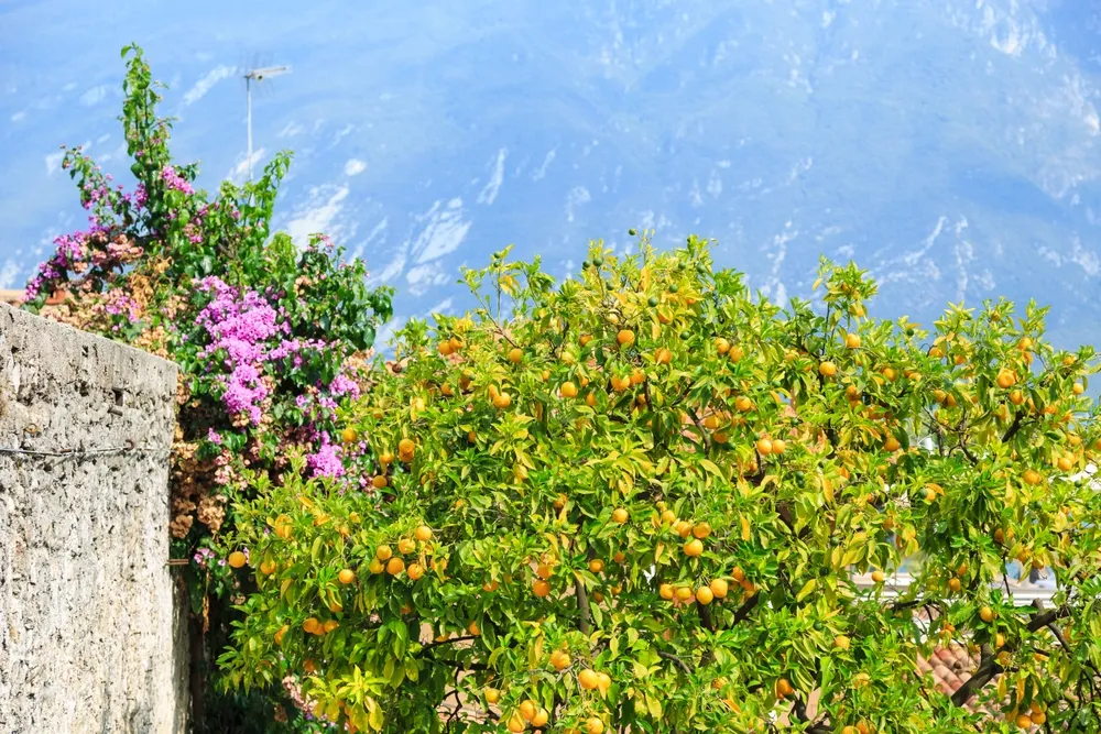 Limonaia del Castel
