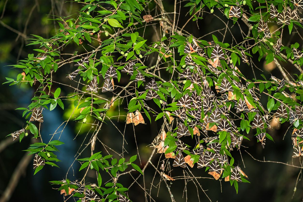 Dolina Motyli (Petaloudes)