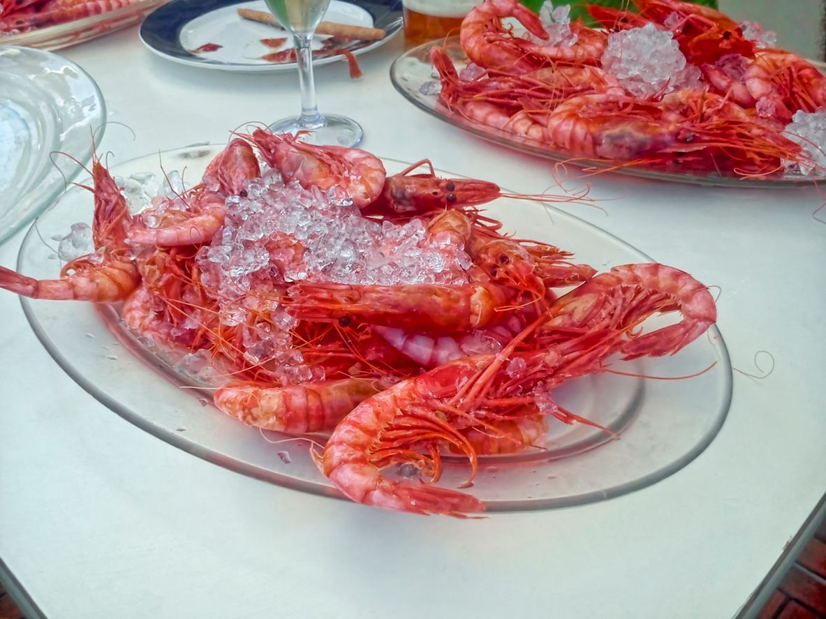 Gamba Roja