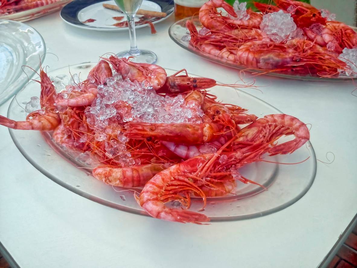 Gamba Roja