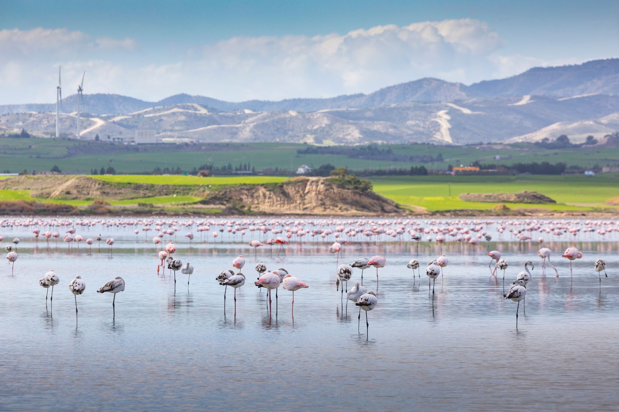 Flamingi w jeziorze Salt Lake